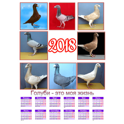 Календарь с выставочными голубями