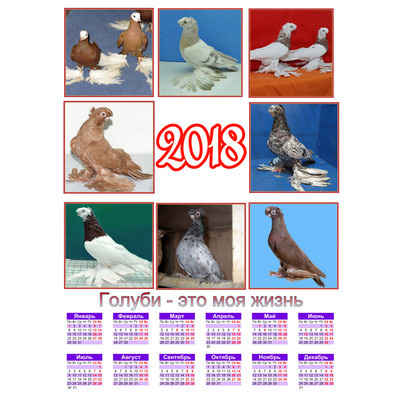 Календари с узбекскими голубями