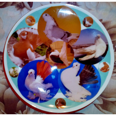 Тарелка с 6 видами голубей